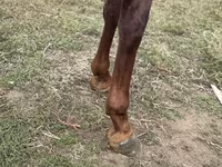 Caballo, Arabian horse — foto 4