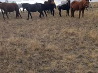 Horses (batch, sex not specified), Horses — photo 2