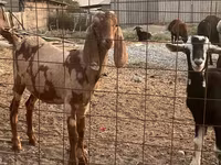Cabro, Beetal goats — foto 1
