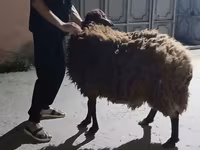 أغنام (دفعة، الجنس غير محدد), Karakul sheep — الصورة 1