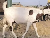 Dişi keçi, Beetal goats — foto 4