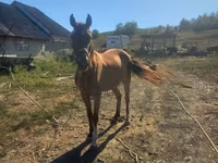 Mare, Horses — photo 1