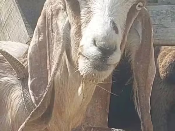 Goats (batch, sex not specified), Beetal goats