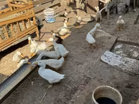 Ducks — foto 1