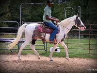 حصان, National Show Horse — الصورة 5