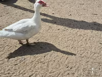 ईस्ट इंडी — फ़ोटो 1