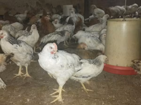 Chickens