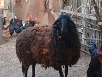 نعجة, Karabakh sheep — الصورة 1