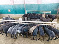 كبش, الأغنام — الصورة 2
