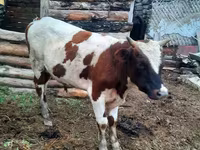 Bulle, Weißkopfige Ukrainische — Foto 2