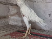 Chickens — 1-сурет