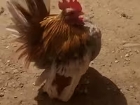 Chickens — Foto 1