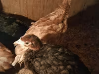 Turkeys — 照片 1