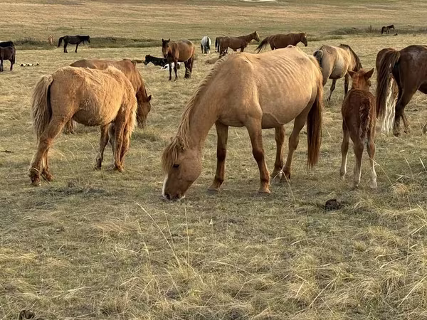 فرس, Horse breed