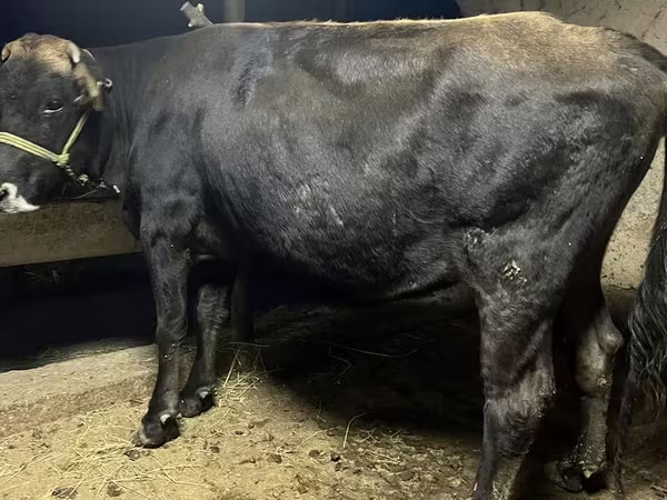 Kuh, Swiss cattle