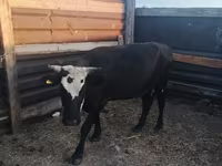 Сиыр, Russian Black pied cattle — 6-сурет