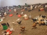 Chickens — फ़ोटो 1
