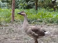 कुबान — फ़ोटो 2