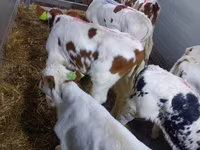Buğa, Simmental cattle — foto 1