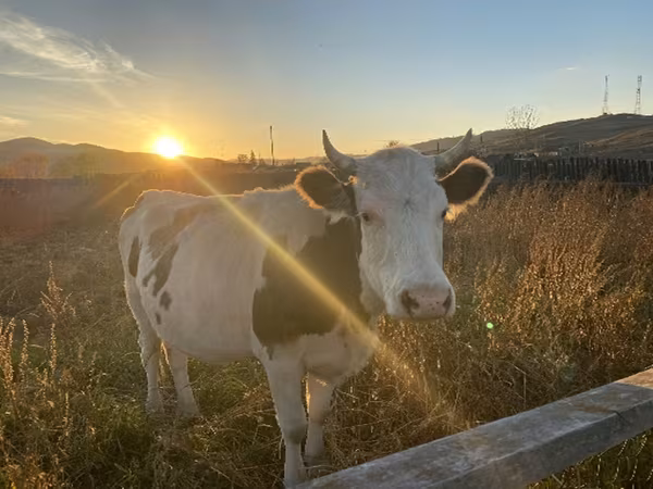 Kuh, Holstein-Rasse — Russland