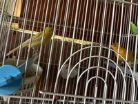 Cut bulbul satilir. Saglam quslardi. Qefesle birlikde 120azn. Qefessiz — фото 2