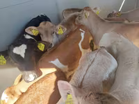Rinder (Partie, Geschlecht nicht angegeben), Simmental cattle — Foto 2