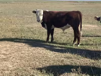 Bulle, Swiss cattle — Foto 6