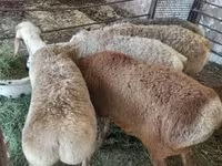 Ram, Sheep — photo 4