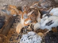 Chickens — फ़ोटो 1