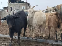 Ziege, Saanen goat — Foto 1