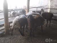 Qoç, Arabi sheep — foto 5
