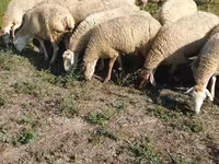 Қой, Karabakh sheep — 5-сурет