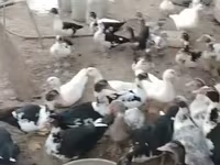 Ducks — 5-сурет