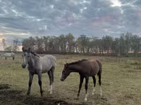 Mare, Horse breed — photo 3