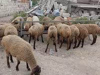 Qoyun, Qoyunlar — foto 5