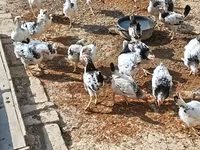 Chickens — foto 3