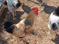 Chickens — Foto 2