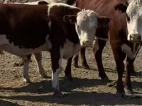 ثور, Swiss cattle — الصورة 3