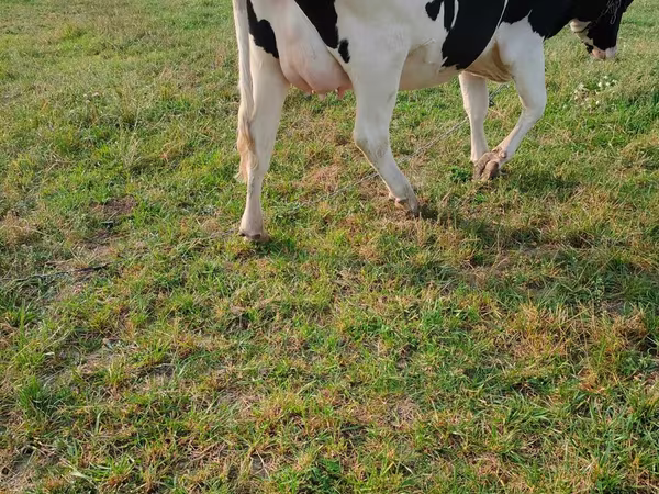 Корова, Russian Black pied cattle