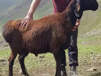 كبش, Blackheaded Persian sheep — الصورة 1