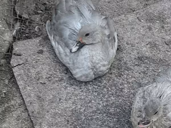 Ducks