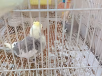 Nimfa (cockatiel) cütlüyü 0507335513 whatsapp - Növ: Nimfa — photo 3