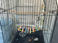 Real alana, qiymətdə razılaşmaq olar. Nimfa (Cockatiel) + qəfəs və — 2-rasm