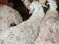 Widder, Schafe — Foto 5