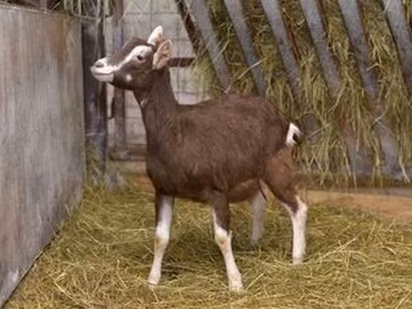 母山羊, Toggenburg goat