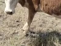 Vaca, Cabeza Blanca Ucraniana — foto 3