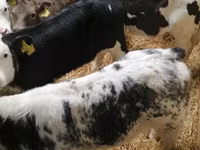 Bull, Cattle — photo 3