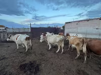 Cow, Simmental cattle — photo 4