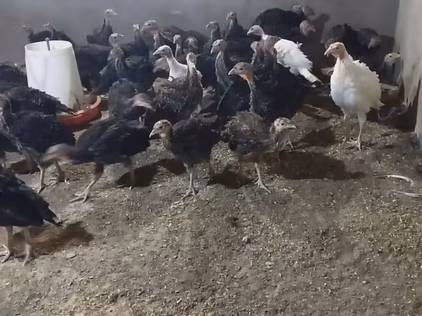 Turkeys