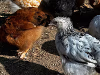 Chickens — Foto 4